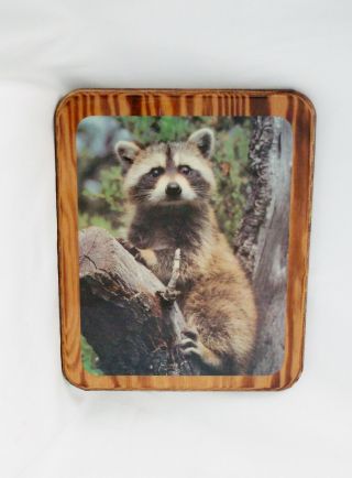 Raccoon In A Tree Wood Wall Hanging Plaque - 11.  5 X 9.  5 " Vintage