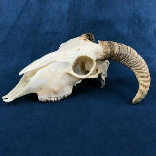 Real Ram Sheep Skull Professionally Crafted Taxidemy Stuffed Tatto Curio Bone