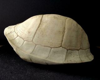 Box Turtle Shell