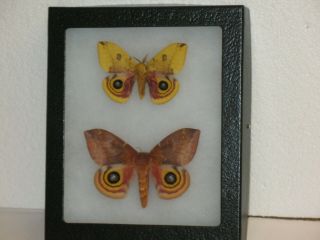 Real Framed Io Moths (m&f) From North America