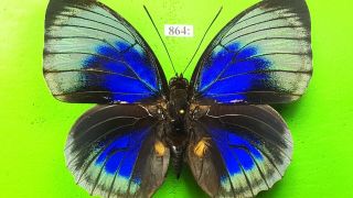 Nymphalidae Agrias Beatifica Lachaumei Male Rare Blue Ocelli Peru Mounted 864