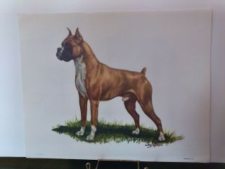 Boxer Collectable Dog Lithograph Art Print Breed Picture By Ole Larsen 1950 