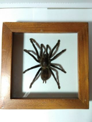 Tarantula,  Spider,  Lampropelma Sp.  Borneo Black In A Wooden Frame 19х19cm