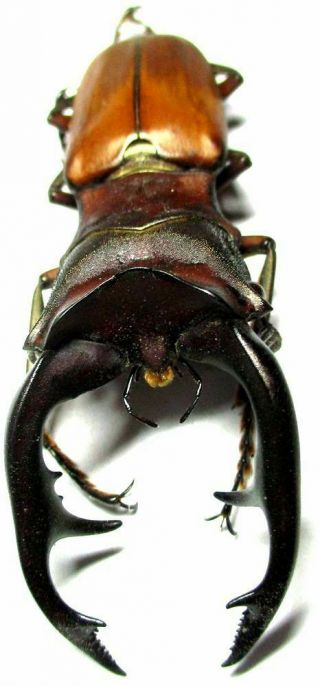 J004 Lucanidae: Cyclommatus Alagari Male 64.  5mm