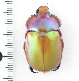 Beetle Rutelinae Anoplognathus Sp7 Australia