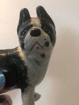 Uncertain Age Toys Boston Bull Terrier Cast Iron Still Dog Bank 8