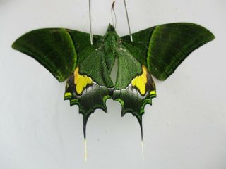 Pa4728.  Unmounted Butterflies: Teinopalpus Imperialis.  North Vietnam.  Ha Giang