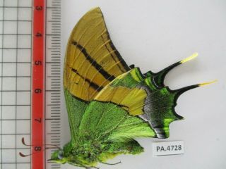 PA4728.  Unmounted butterflies: Teinopalpus imperialis.  North Vietnam.  Ha Giang 4