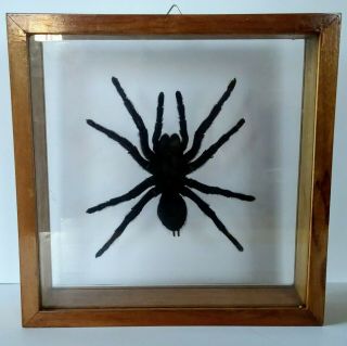 Framed Tarantula Spider
