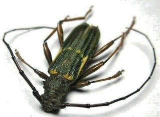 Cerambycidae Cerambycinae Chlorida Specie From Peru