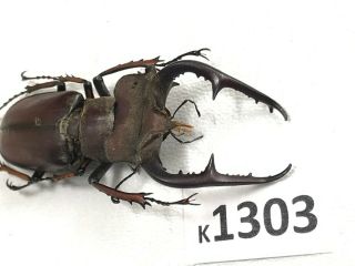 K1303 Unmounted Rare Beetle Lucanus Fujitai 54mm ?? Vietnam