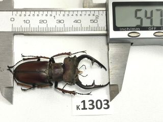 k1303 unmounted RARE Beetle Lucanus Fujitai 54mm ?? Vietnam 2
