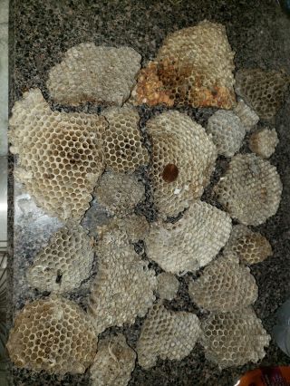 20 Wasp Nest Paper Hornet Yellow Jacket Hive Bee Taxidermy