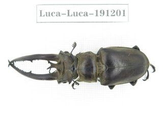 Beetle.  Lucanus Sp.  China,  Yunnan,  N Of Mt.  Ailaoshan.  1m.  191201.