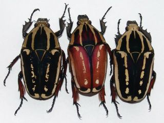 Mecynorrhina Ugandensis Females 58 Mm,  57 Mm,  58 Mm