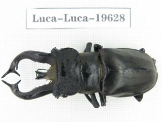 Beetle.  Lucanus Tibetanus Ssp.  Myanmar,  Kechin,  Nanse.  1m.  19628.