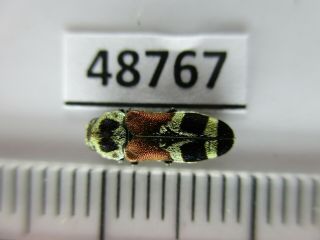 48767.  Buprestidae Sp?.  Vietnam South