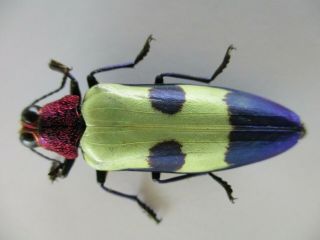 48661.  Buprestidae,  Chrysochroa sp?.  Vietnam South 2