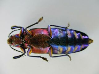 48661.  Buprestidae,  Chrysochroa sp?.  Vietnam South 3