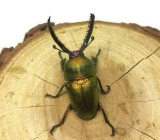 Live • Lamprima Stag Beetle - Lamprima Adolphinae,  Larvae (green Color)