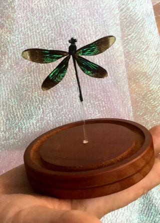 H23 Iridescent Wing Dragonfly Odonates Spread ” Glass Dome Display Specimen