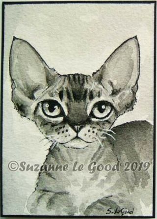 Aceo Devon Rex Cat Kitten Tabby Painting Hand Painted Suzanne Le Good
