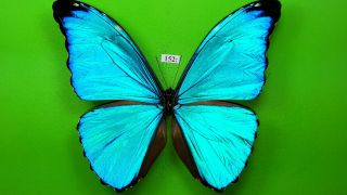Morphidae Morpho Absoloni Male From Peru Mounted 152