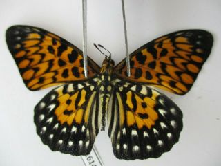 N11614.  Unmounted Butterflies: Nymphalidae Sp.  Siva.  Central Vietnam.