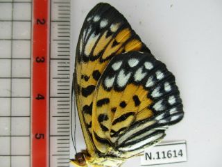 N11614.  Unmounted butterflies: Nymphalidae sp.  Siva.  Central Vietnam. 2