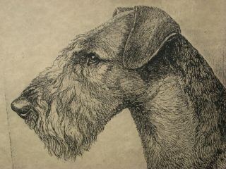 1934 Nina Scott Langley Airedale Terrier Portrait Dog Sketch Framed Head Study