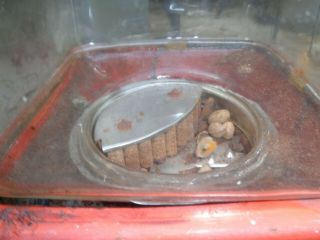 Vintage Northwestern Glass Globe top 5 cents gumball nut machine 7