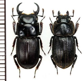 Lucanidae:aegus Laevicollis Nakanei Pair,  A1,  Unmounted,  Japan,  Beetle