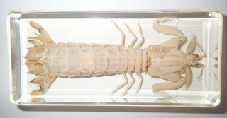Japanese Mantis Pissing Shrimp In Clear Paperweight Education Animal Specimen