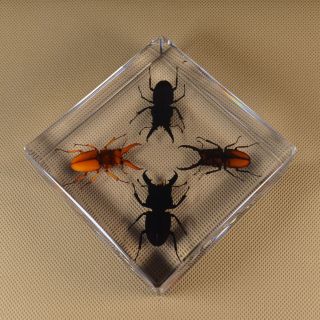 Real Insect Specimen 4 Lucky Mountain Stag Transparent Polymer Resin Display