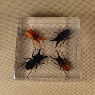Real Insect Specimen 4 Lucky Mountain Stag Transparent Polymer Resin Display 2
