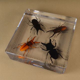 Real Insect Specimen 4 Lucky Mountain Stag Transparent Polymer Resin Display 3