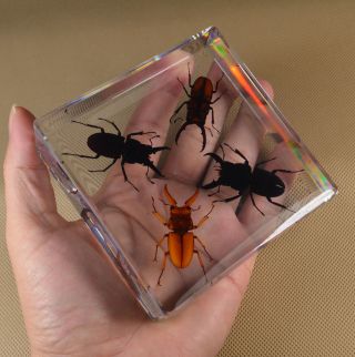 Real Insect Specimen 4 Lucky Mountain Stag Transparent Polymer Resin Display 4