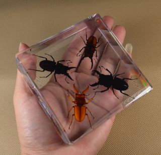 Real Insect Specimen 4 Lucky Mountain Stag Transparent Polymer Resin Display 5