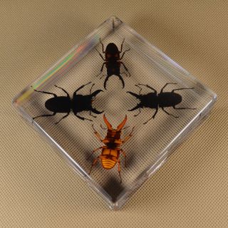 Real Insect Specimen 4 Lucky Mountain Stag Transparent Polymer Resin Display 6
