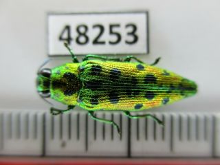 48253.  Buprestidae Sp.  Vietnam South
