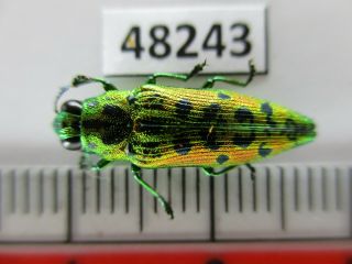 48243.  Buprestidae Sp.  Vietnam South
