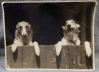 Borzoi Beauties Dog Morath Press Agency Liverpool Published Photo 1934