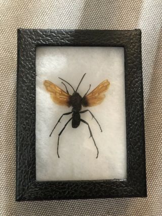 Tarantula Hawk - Pepsis Thisbe - Spread And Mounted.  Dried Insect Specimen Wasp