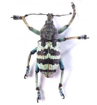 Eupholus Nickerli - Curculionidae 28mm From Labu Mountain,  Papua Guinea,  Png