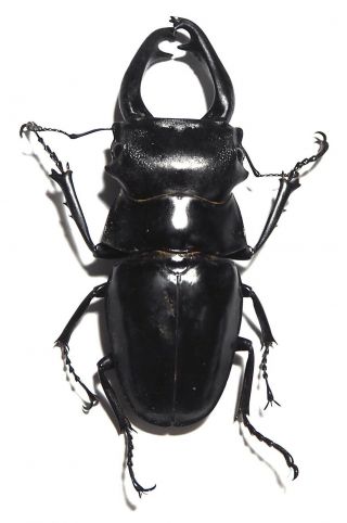 Lucanidae.  Odontolabis Sp 86mm.  Palu (26)