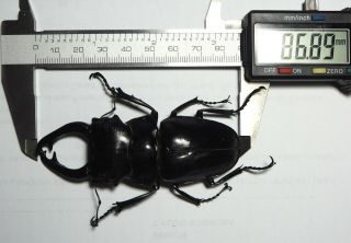 Lucanidae.  Odontolabis sp 86mm.  Palu (26) 2
