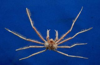 61032 Spider Crab - Pleistacantha Sanctijohannis,  16 Mm