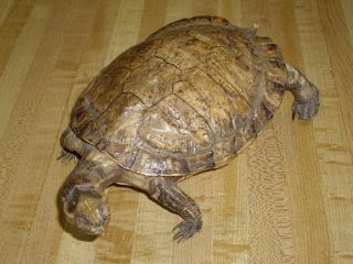 Old Vintage Turtle Tortoise Taxidermy From Costa Rica