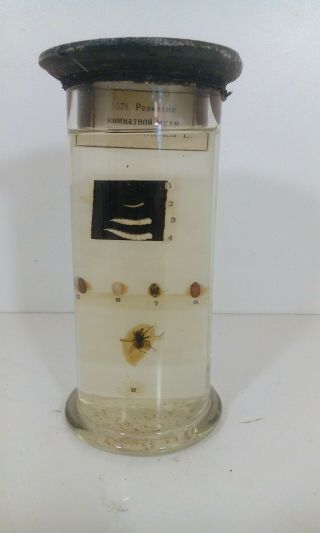 Vintage Fly Specimen Taxidermy Biology Formaline Autopsy Antique