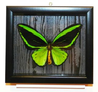 Ornithoptera Priamus Poseidon Male In The Frame Of Expensive Wood